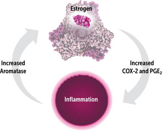 Estrogen-Inflammation Positive Feedback Cycle diagram